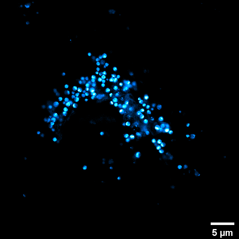 Original Image