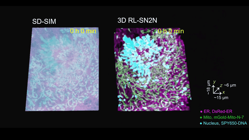 Five-dimensional SN2N microscopy visualization