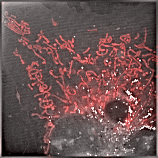 Original Image