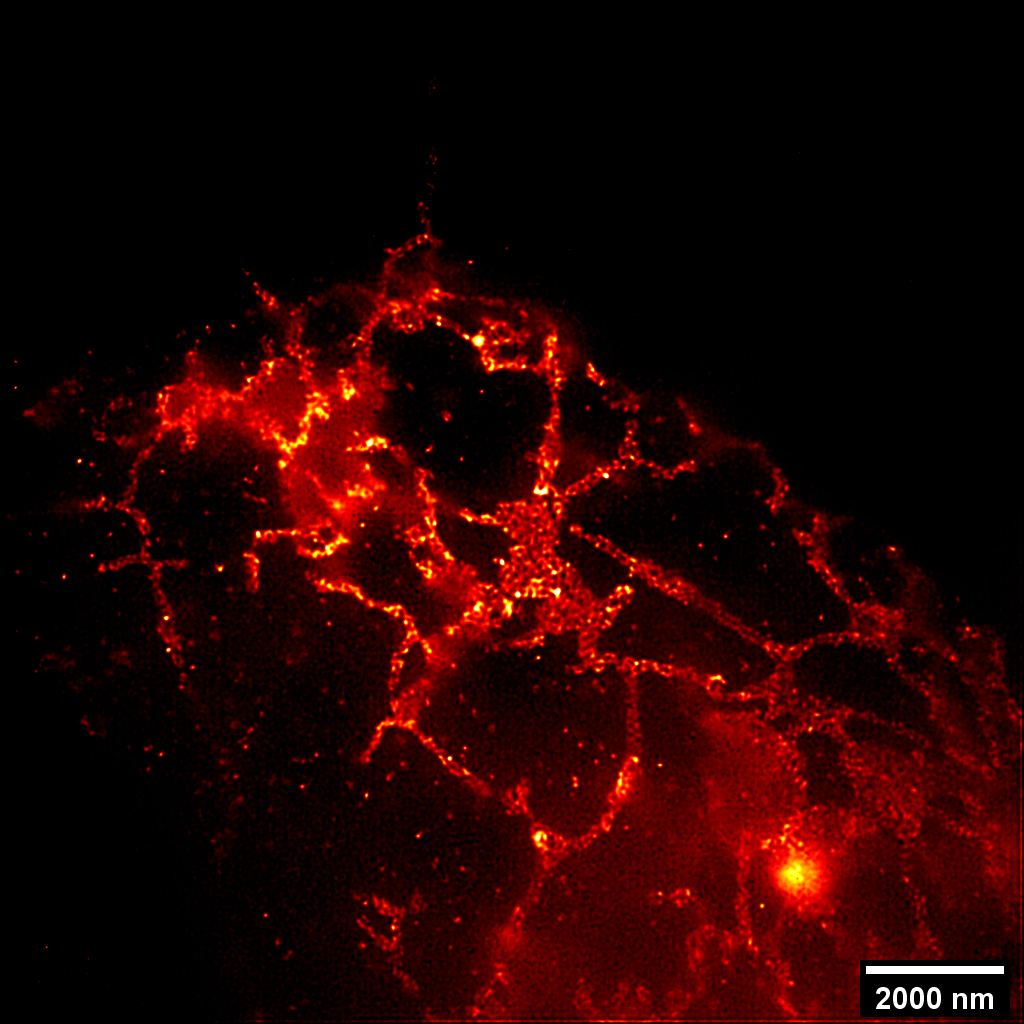 Original Image