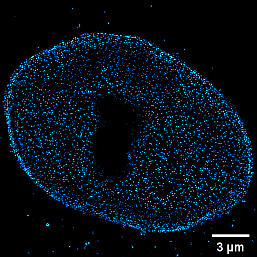 Original Image