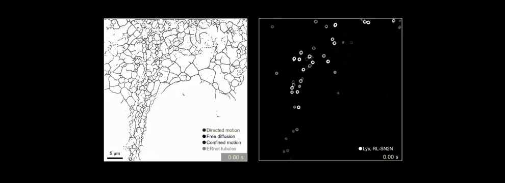 SN2N-assisted live-cell tracking